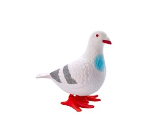 Animal miniature white dove on white background