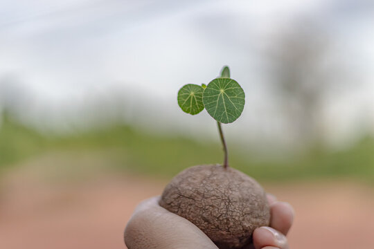 Female hand holding Stefania erectacreb, isolated, minimalist style indoor plant for home interior, fresh green leaves or vines in cute shapes. Sky
