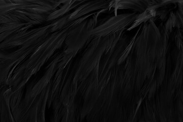 Beautiful black grey bird feathers pattern texture background. - obrazy, fototapety, plakaty