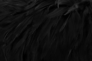 Zelfklevend Fotobehang Beautiful black grey bird feathers pattern texture background. © Tumm8899