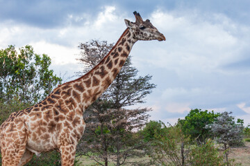 giraffe in the wild