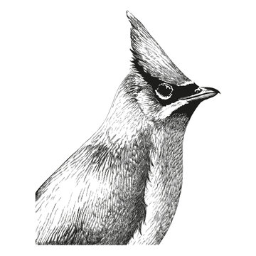 recommend clip art: hand drawn illustration of a waxwing bird vector