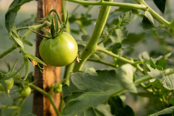 A lot of green tomatoes on a bush in a greenhouse. Tomato plants in greenhouse. Green tomatoes plantation. Organic farming, young tomato plants growth in greenhouse.