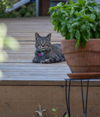 Curious gray striped tabby cat lounging behind a pot of sweet basil, on a rustic cedar deck, looking at camera