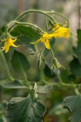 Blooming tomatoes in a greenhouse in spring. Tomato plants in greenhouse. Green tomatoes plantation. Organic farming, young tomato plants growth in greenhouse.