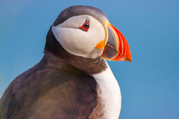 Puffins on the Cliffs of Iceland Atlantic Puffin