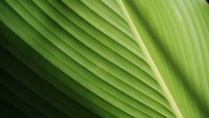 green leaf foliage texture background