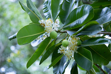 Flowers and fruits of Calophyllum inophyllum. Blooming white panicle with light green fruits on a tree with shiny dark green leaves with copy space. selective focus