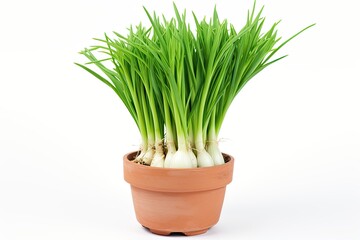 Green onion growing in flower pot isolated on white background