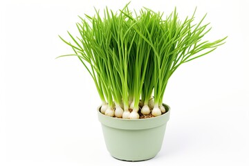 Green onion growing in flower pot isolated on white background