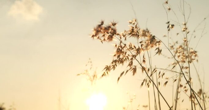 Grass field sunset Beautiful landscape with grasses meadow on sunlight. Countryside heaven amazing field scene grass meadow on sunbeam nature dawn. Sunset dawn landscape vibrant scenery horizontal