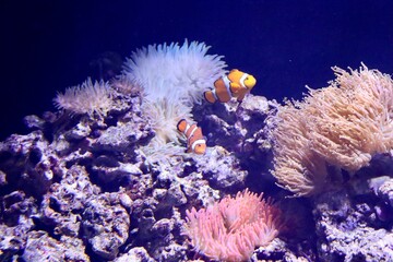 fish in anemone