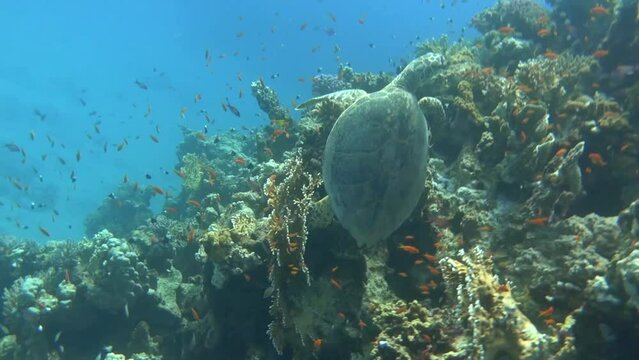 amazing sea turtle lying on colorful corals during diving in the red sea