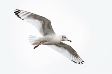 White background seagull in flight. Generative AI