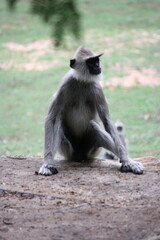 Sri Lankan macaque sitting on the ground