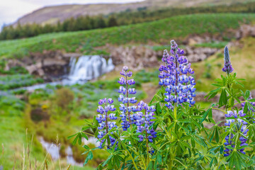 Purple flowers with a waterfall background ICELAND 
