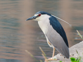 Close up of Night heron, Nycticorax nycticorax, grey water bird with red eyes sitting on the bank by the water, animal in the nature habitat, Shanghai.