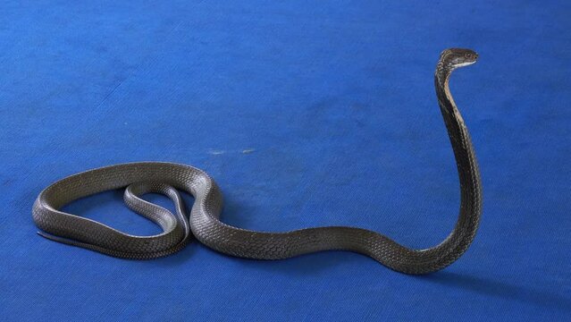 King cobra on carpet - snake show, 4k