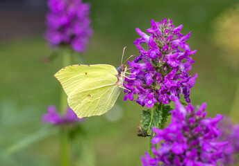 beautiful butterfly on blooming flower