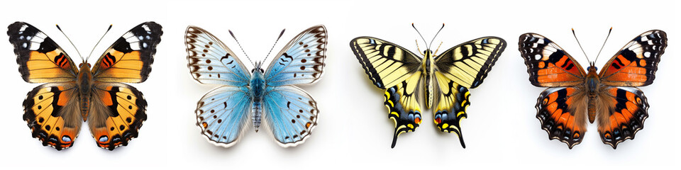 Animals insects butterfly background banner - Colorful popular, butterflies collection set, isolated on white background (Generative Ai)