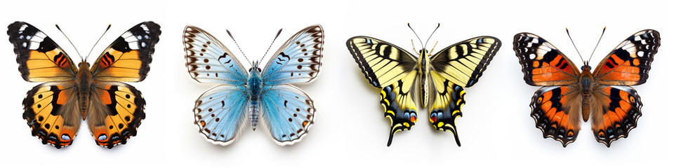 Obraz premium Animals insects butterfly background banner - Colorful popular, butterflies collection set, isolated on white background (Generative Ai)