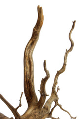 Obraz premium Horn driftwood root branches wooden texture isolated on transparent background. PNG transparency