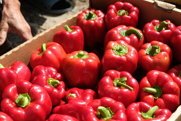 Fresh pepper is collected in containers.