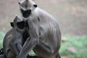 Sri Lankan monkey and baby