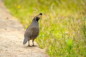 Male California quail (Callipepla californica) walking in the park. 