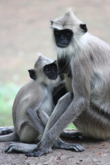 Obraz premium Sri Lankan macaque with baby
