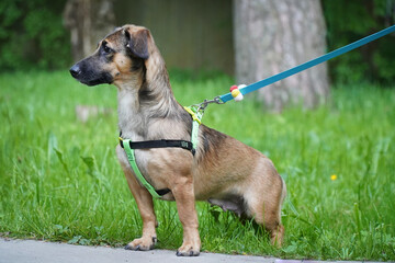 Dachshund dog on a harness for a walk in summer