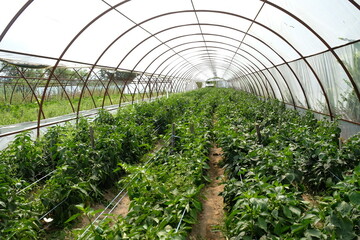 Greenhouse for growing pepper in the home garden.