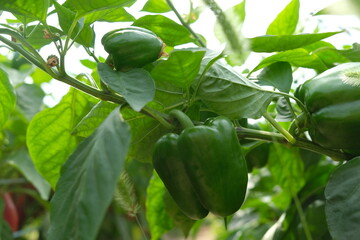 Greenhouse for growing pepper in the home garden.