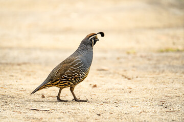 Male California quail (Callipepla californica) walking in the park. 