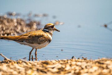A killdeer (Charadrius vociferus) feeding in a marsh. 