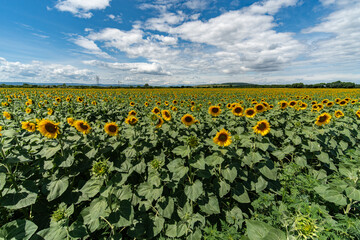 Fototapeta na wymiar sunflower field summer sky clouds