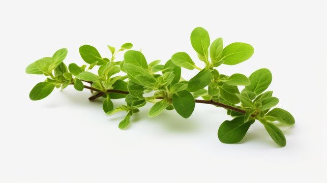 Food photography background banner - kitchen herb, majoram, isolated on white background (Generative Ai)
