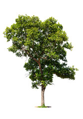 Fototapeta premium isolated tree on white background isolated tropical tree used for advertising and architecture design