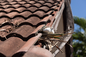 Fototapeta na wymiar Birds nesting under old roof that loose or broken tiles and eaves.