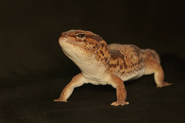 An African fat tailed gecko is sunbathing before starting his daily activities. This reptile has the scientific name Hemitheconyx caudicinctus.