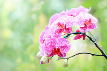 Beautiful pink orchid with blurred background in nature