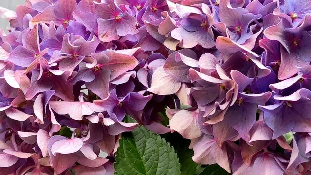 Balcony flowers. Hydrangea macrophylla, flowers
