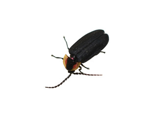 Lucidota atra diurnal black firefly on white background