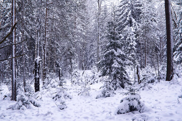 The forest is covered with snow. Frost and snowfall in the park. Winter snowy frosty landscape.