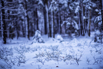 The forest is covered with snow. Frost and snowfall in the park. Winter snowy frosty landscape.