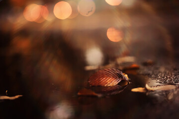Lively closeup of falling autumn leaves with vibrant backlight from the setting sun