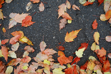 Red and orange autumn leaves background. Outdoor.Colorful backround image of fallen autumn leaves perfect for seasonal use.