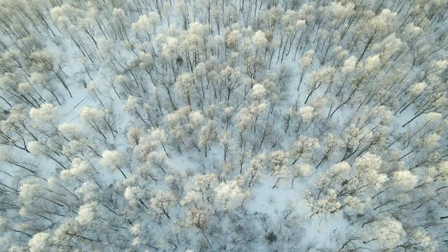 Aerial view of snow covered white forest with frozen trees in cold winter. Dense wild woodland in wintertime