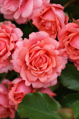 Beautiful pink rose variety in the garden