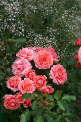 Beautiful pink rose variety in the garden